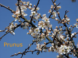 Prunus tree in blossom