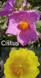 Cistus flowers