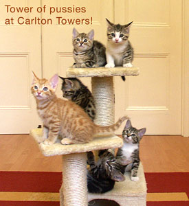 Tower of kittens