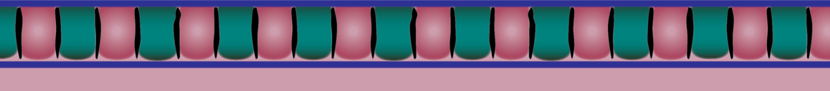 NEW CHINESE BIRD freehand dentil border