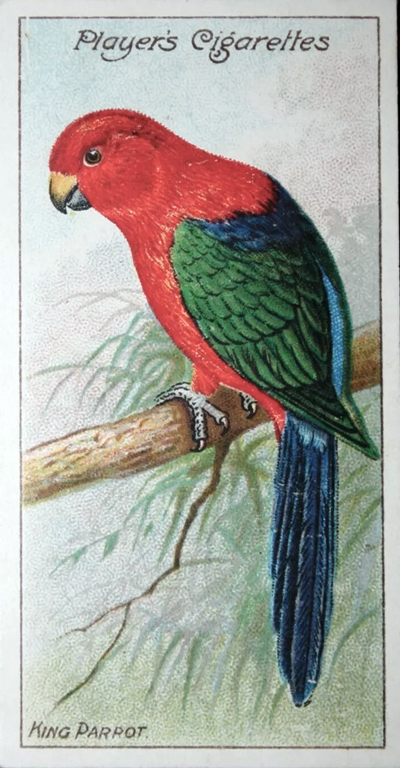 Player's King Parrot cigarette card from 1909