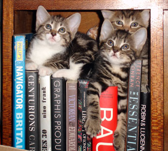 Bookish Kittens